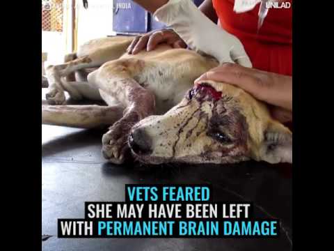 Animal Rescued credit - Animal aid Unlimited