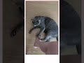 기 싸움 🤣💕 #russianbluecatvlog, #고양이의일상, #고양이힐링영상