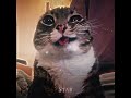 mishis #meme