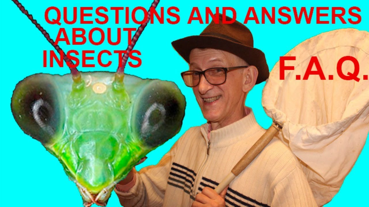 Questions to Entomologist Dr Victor Fursov Entomology, Best Insects