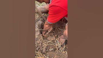 bắt được con chuột cống nhum và cái kết #dongvlog #shorts #short