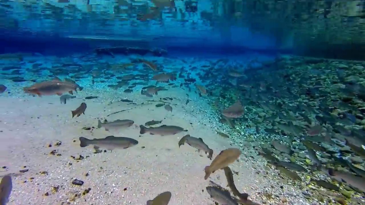 Unterwasseraufnahmen Forellen