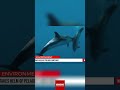 Monaco's Commitment: Protecting Marine Life in the Mediterranean! #shorts
