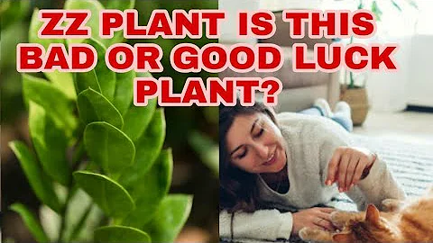 Z-Said-Pflanze: Glück oder Unglück? Erfahren Sie die Wahrheit!