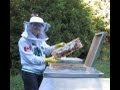 Kiwimana buzz beekeeping podcast 20  chat with gabriel petrut