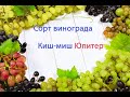 Виноград кишмиш Юпитер