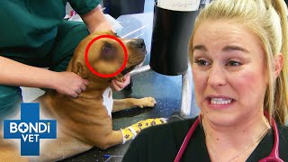 Horrific Eye Wound For Robbery Brave Survivor Dog 💔 Bondi Vet by Bondi Vet 13,785 views 1 month ago 13 minutes, 33 seconds