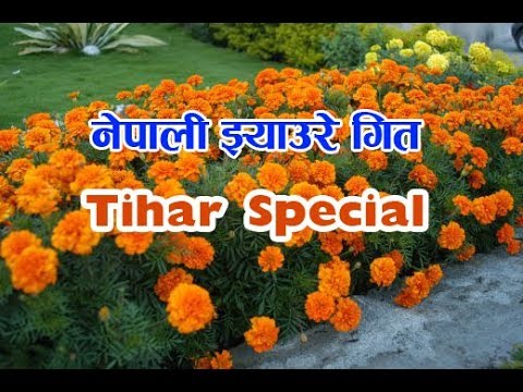 Chaina Mero Khyal Garne Bani II New Nepali Jhyaure Song 2018 II
