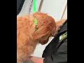 There's Always Time for Honey Love 🐾 | Mobile Dog Grooming | PNWGROOMS
