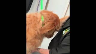 There's Always Time for Honey Love 🐾 | Mobile Dog Grooming | PNWGROOMS