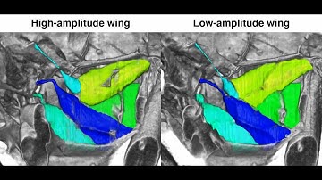 Three-dimensional visualizations of five of the direct steering muscles