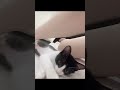 【保護猫】ハチワレ猫と私の日常 #ハチワレ #猫のいる暮らし #cat #保護猫