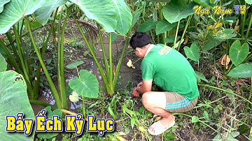 Đặt Lợp Ếch 2 Lợp 9 Con Thấy Mê/Săn Bắt Ếch Mùa Nước Nổi Miền Tây/Frog Trap/NGÃ NĂM TV