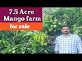 75    mango farm for salemangofarminratnagiri konkan