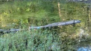 Walk Over Bridge Cedar Swamp Lake Nevin