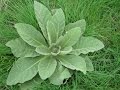 Harvesting Mullein for Winter Use