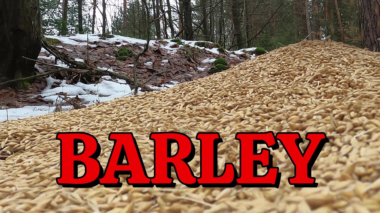 I Left BIG Pile of BARLEY in Woods. Here's what happened!