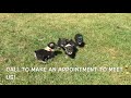 Miniature Schnauzers Salt N Pepper for Sale Near Raleigh Miniature Schnauzers Salt N Pepper for Sale Near Raleigh