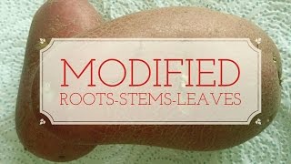 Modified Roots-Leaves-Stems-Leaving Cert Biology