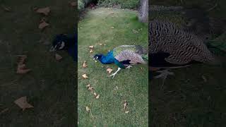 красунчик павич 🦚🦚🦚🦚🦚🦚🦚🦚🦚🦚🦚🥳💙💛🥳💙💛🤪🤪❤️❤️🦚