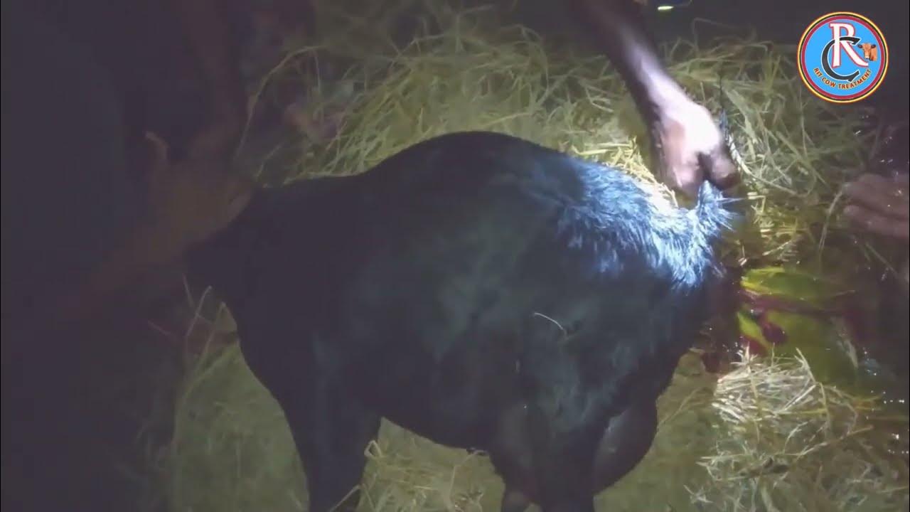 goat dystocia problem ।। abortion goats two baby deth2022/ RIT cow