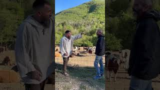 Intriga en el Santuario con las vacas 😎 by Fundación Santuario Gaia 2,989 views 10 days ago 2 minutes, 41 seconds