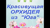 Орхидеи,узамба́рские фиалки,Самара🌺