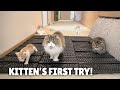 Kitten’s First Try! Keyboard Carpet Challenge! | Kittisaurus