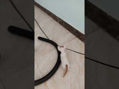 قط بلدي صغير بيدلع نفسه     