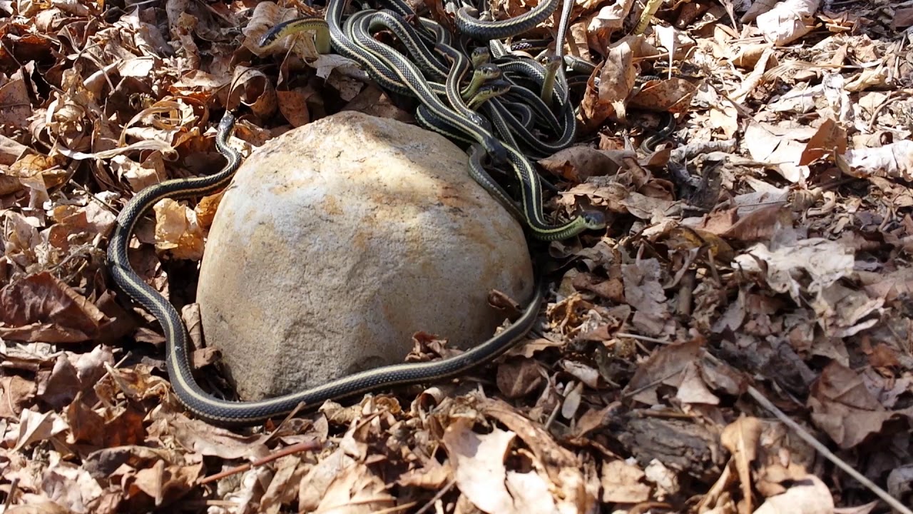 Garter Snakes Emerging From Hibernation Edmonton Canada YouTube