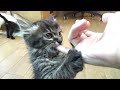 【保護猫】眠くなると指しゃぶりをせがむ子猫 【生後約55日】＆アルくんお気に入りYouTube動画を鑑賞  kitten sucking my finger