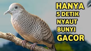 Perkutut Lokal Gacor Suara Super Kristal - Pancingan Malas Bunyi  (99%AMPUH BANGET)