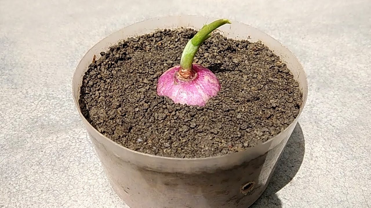 How to Grow Onion at Home from Onion  