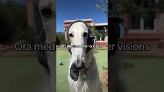 MANTIS MANOR  S2.Ep14 Murder #hosegoats #mantismanor #borzoi #series #dogs #fantasy #mystery #dog