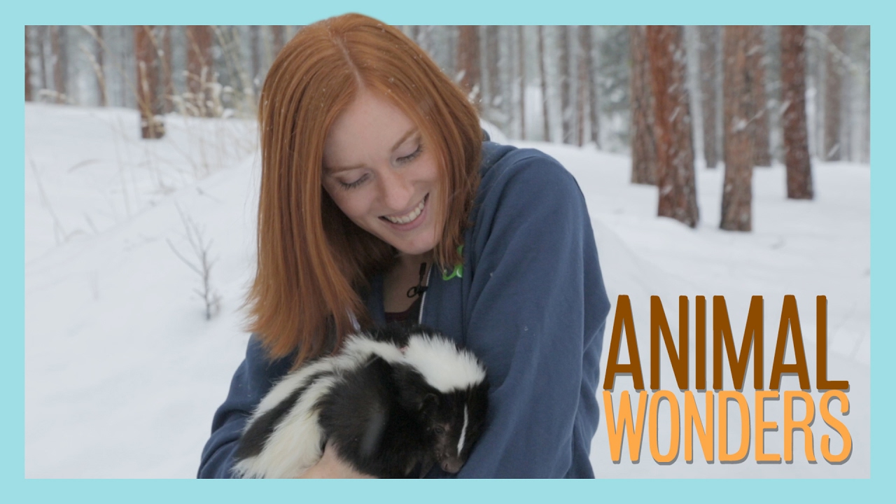 rescue dogs rock nyc Snowy Skunk Adventure