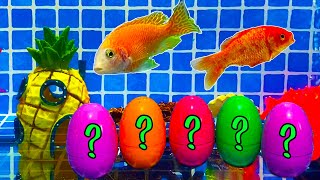 Surprise Eggs | Frog, Gourami, Red Carp, Pearl fish, Neon tetra fish surprise