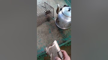 pha tứ hình chuột Mickey đi vào lòng người