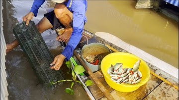 Mưu sinh chài rà và lọp cá heo mùa nước nổi - Sông Nước Cửu Long - Nguyễn Hùng