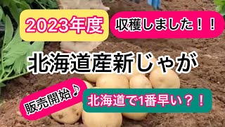 【じゃがいも収穫】北海道産新じゃがが5月に食べられるって知ってましたか？