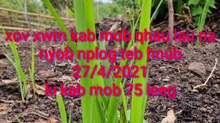 Xov Xwm Kab Mob Qhau Lau Na 2742021