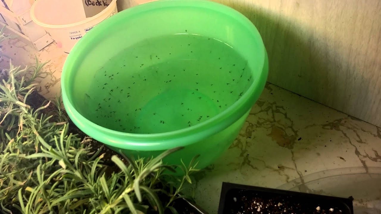 How To Get Rid Of Fungus Gnats - YouTube