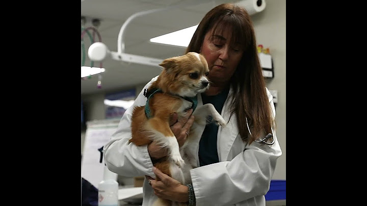 What is Veterinary Urgent Care at BluePearl Pet Hospital?