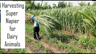 How and when to harvest Super Napier grass / High yielding green fodder in Tamil Nadu @ 9790987145