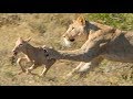 The Difference Between Female Lion and Male Lion Towards the Calf