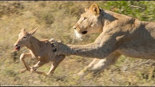 The Difference Between Female Lion and Male Lion Towards the Calf