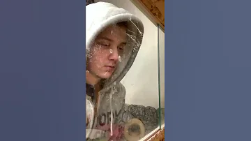 Везу песчанку Хвоста к ветеринару