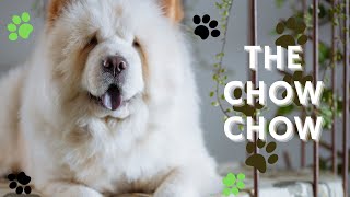 ALL YOU NEED TO NOW A BOUT THE BEAUTIFUL CHOW CHOW :):):) by Pets World 83 views 2 years ago 3 minutes, 8 seconds