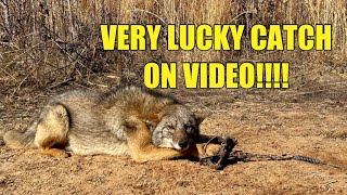 TRAPPING COYOTES THAT KEEP DIGGING UP MY TRAPS!!! EXTREMELY LUCKY CATCH!!!