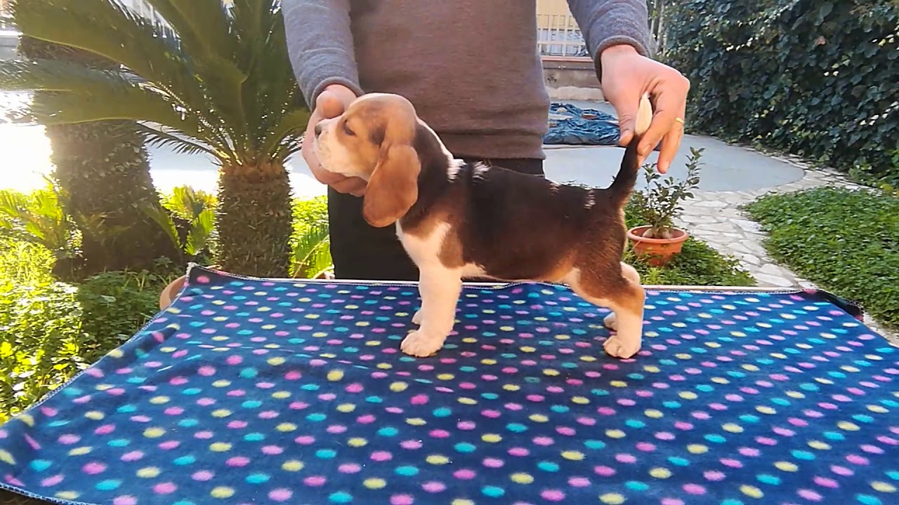 Cuccioli Beagle Da Allevamento Pressi Torino Youtube