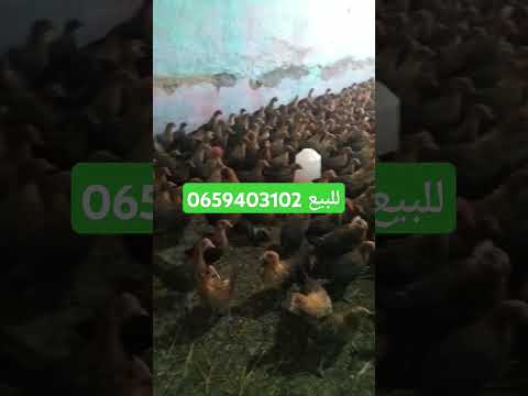 20 يوليوز 2025